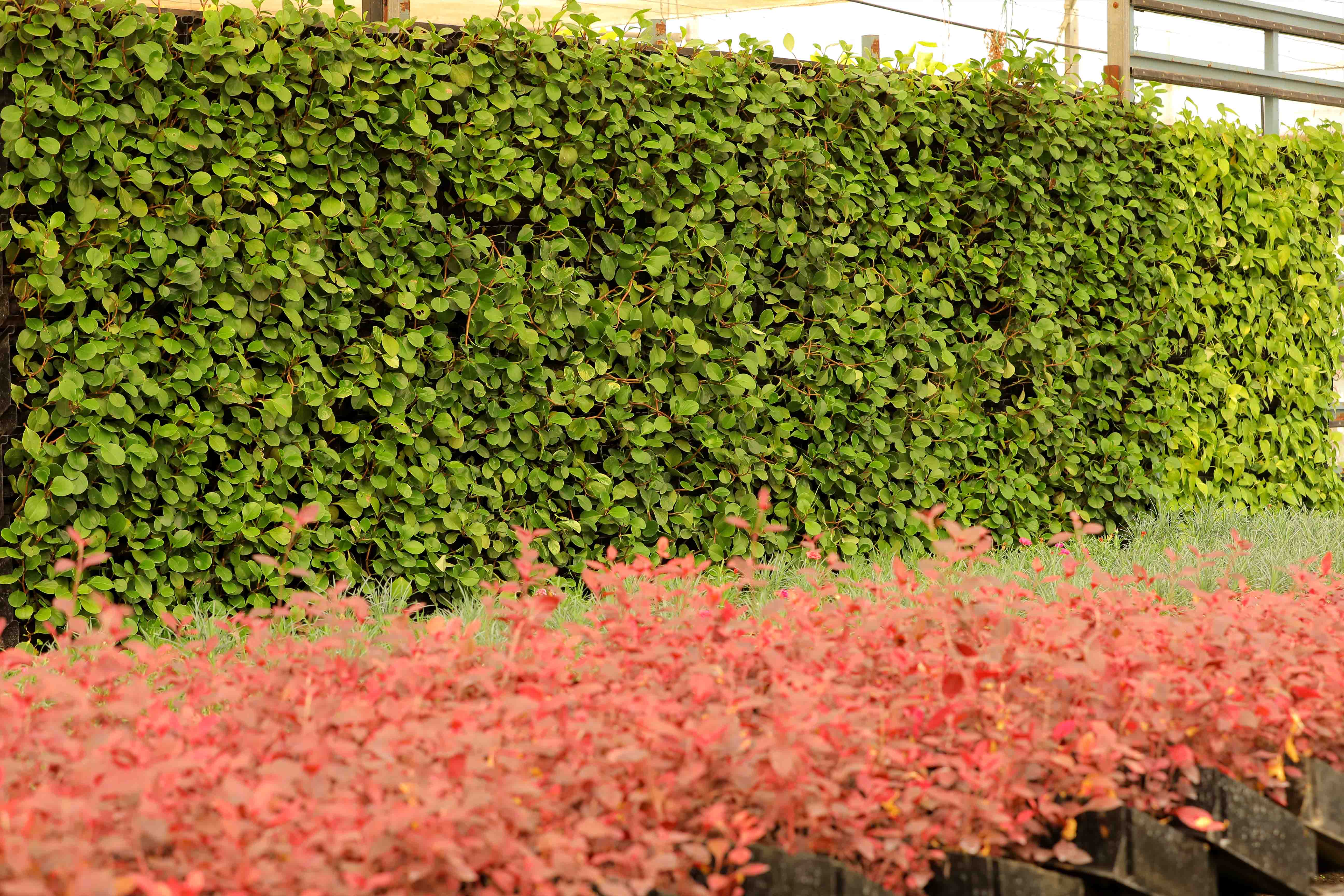 Sbl Farms Green walls and Living walls, Vertical Garden, Bio Curtains